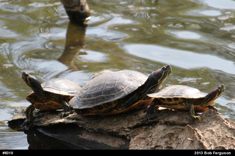 Red-eared Slider