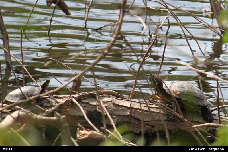 Red-eared Slider
