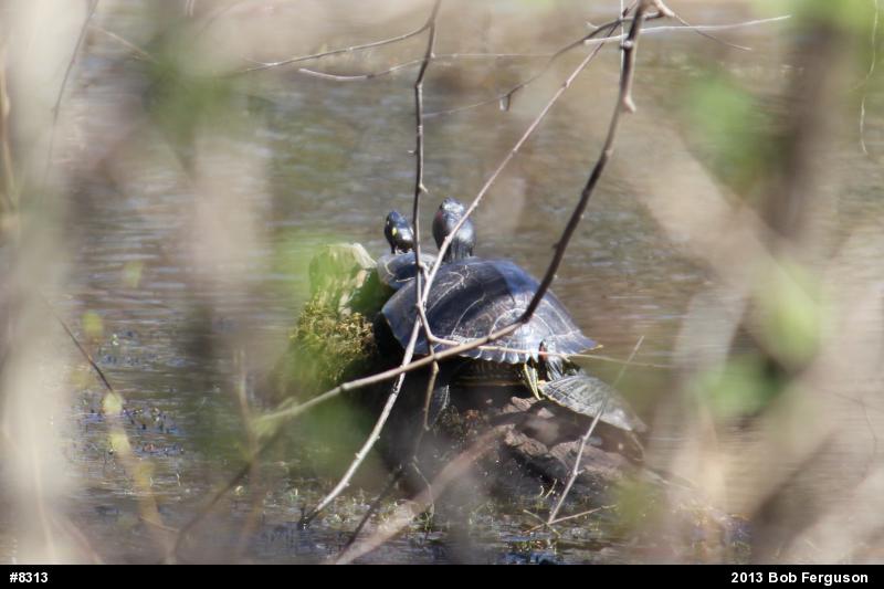 Red-eared Slider