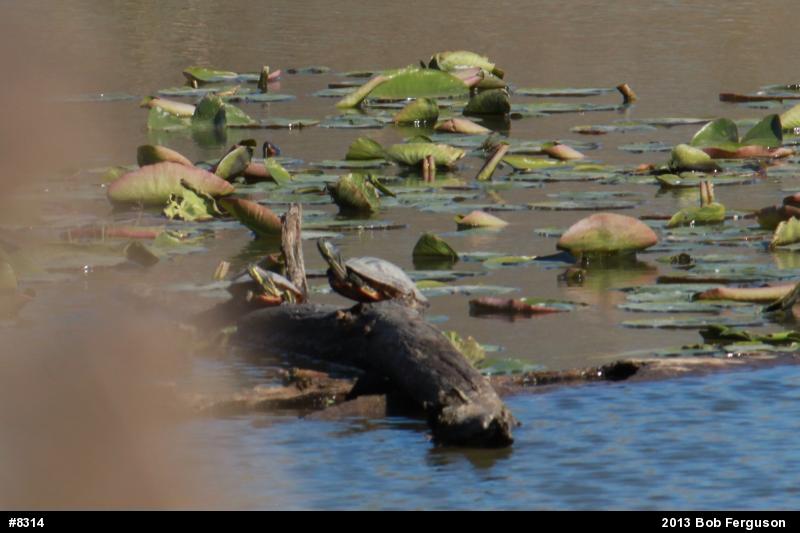 Red-eared Slider