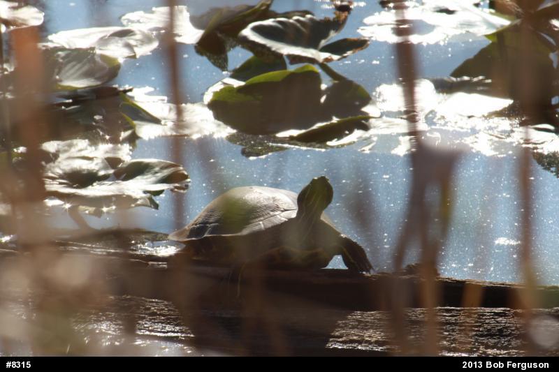 Red-eared Slider