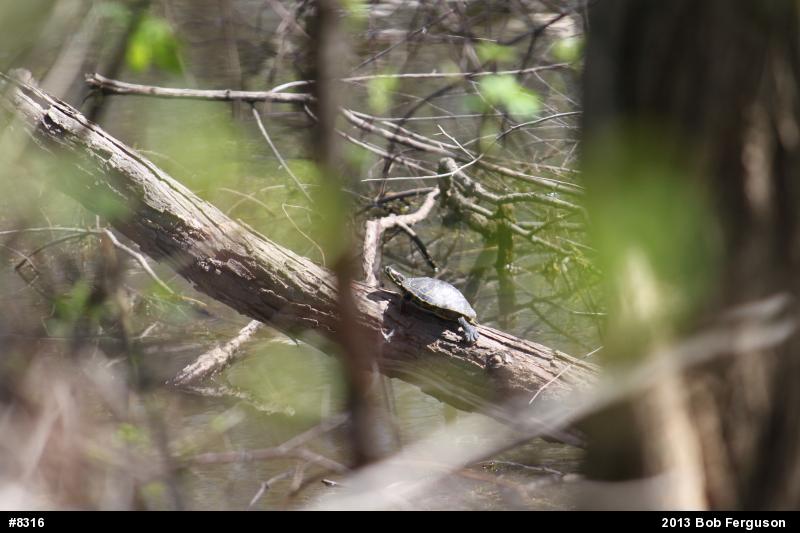 Red-eared Slider