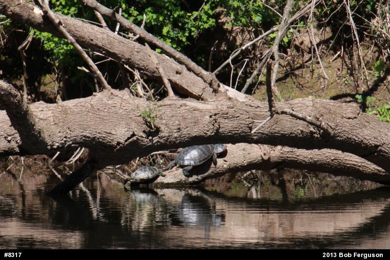 Red-eared Slider