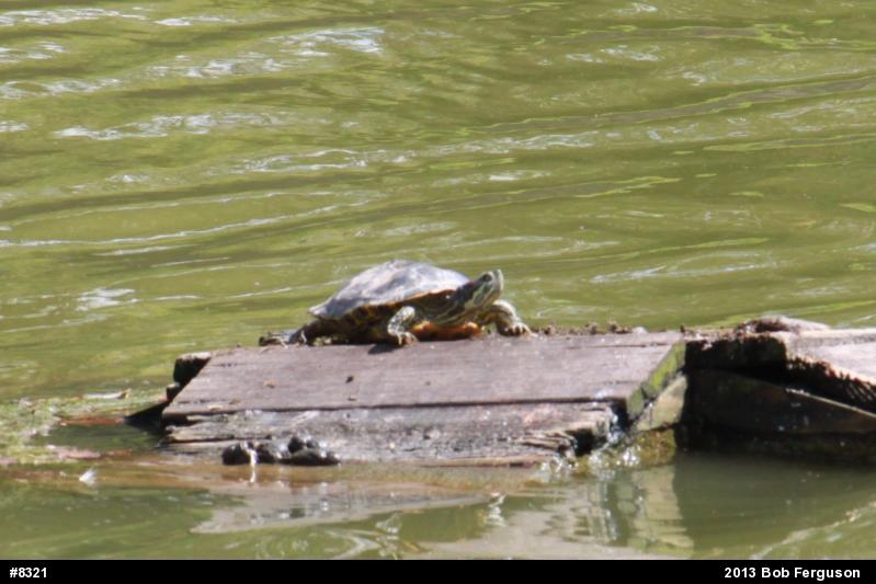 Red-eared Slider
