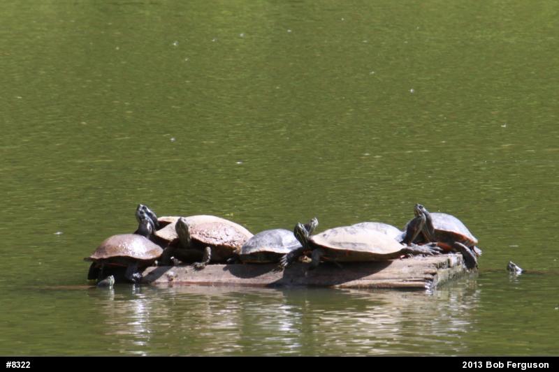 Red-eared Slider
