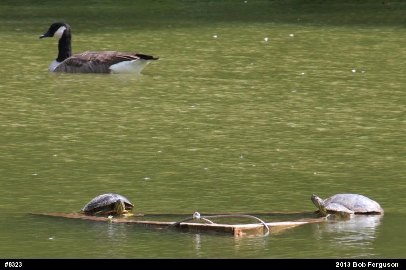 Red-eared Slider
