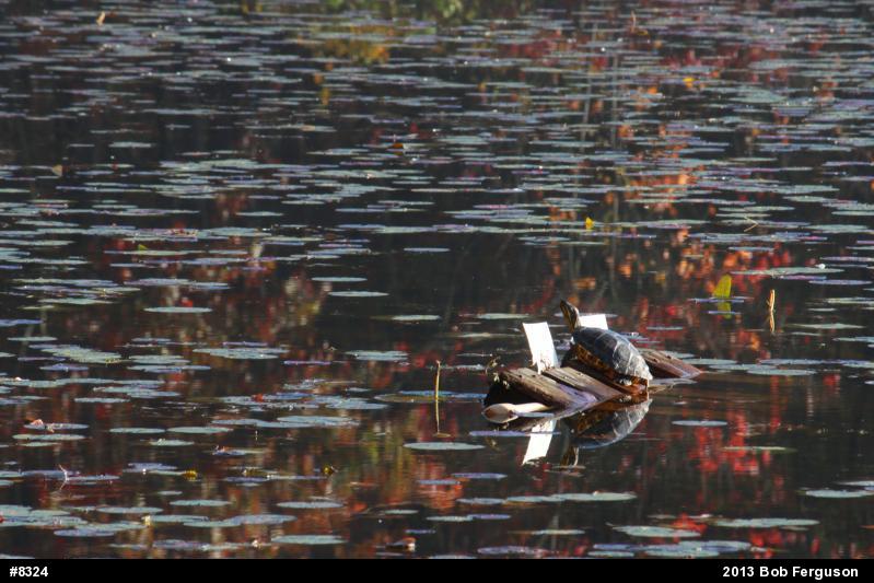 Red-eared Slider