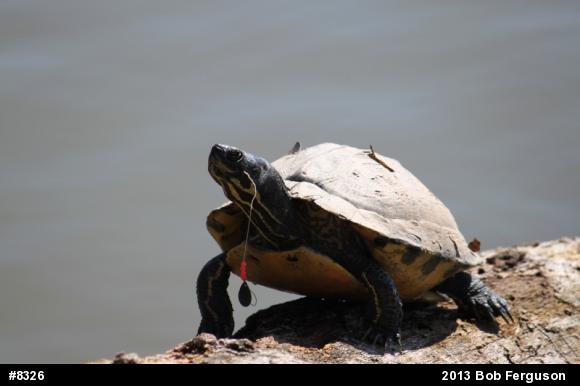 Yellow-bellied Slider