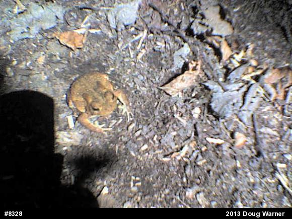 Eastern American Toad