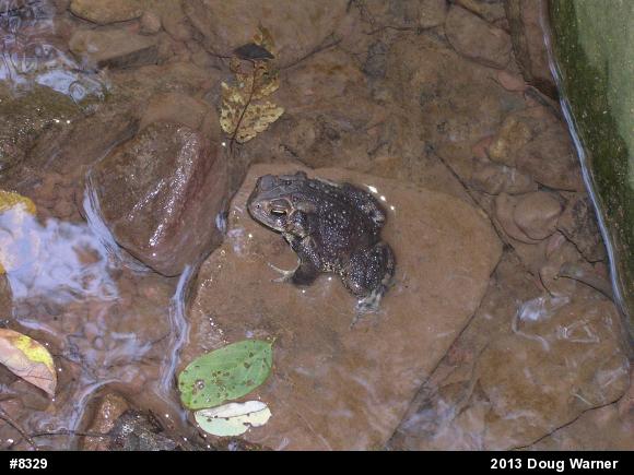 Eastern American Toad