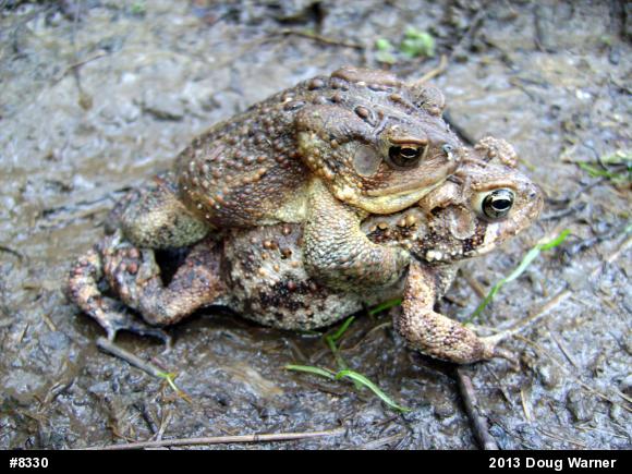 Eastern American Toad