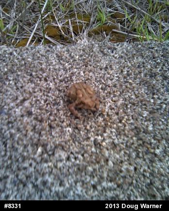 Eastern American Toad