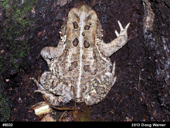 Eastern American Toad