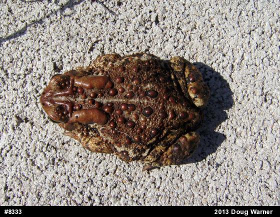Eastern American Toad