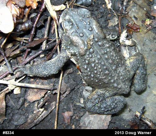 Eastern American Toad