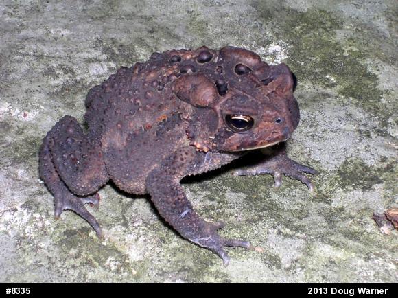 Eastern American Toad