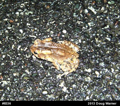 Eastern American Toad