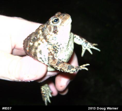 Eastern American Toad