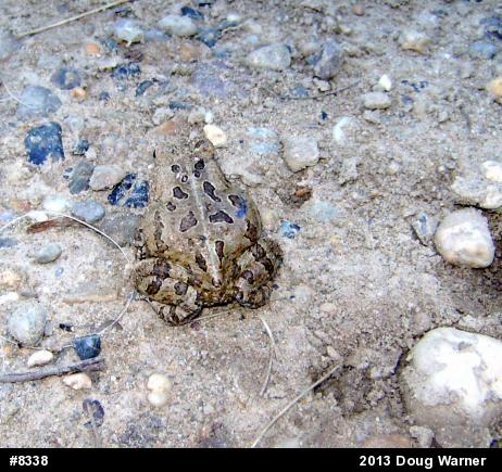 Fowler's Toad