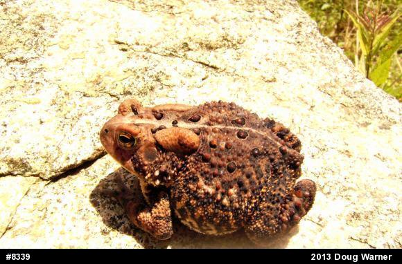 Eastern American Toad