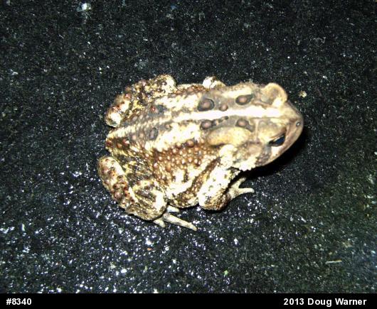Eastern American Toad