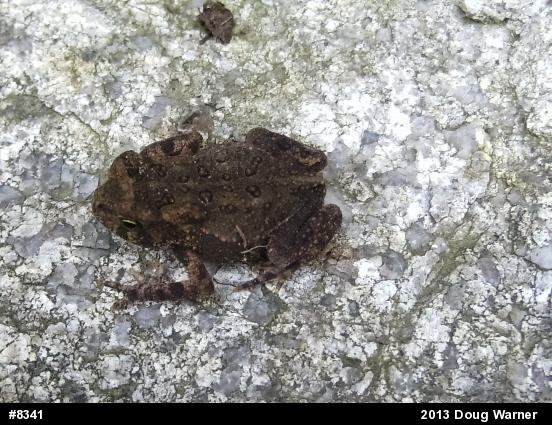 Eastern American Toad