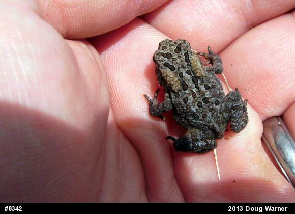 Eastern American Toad