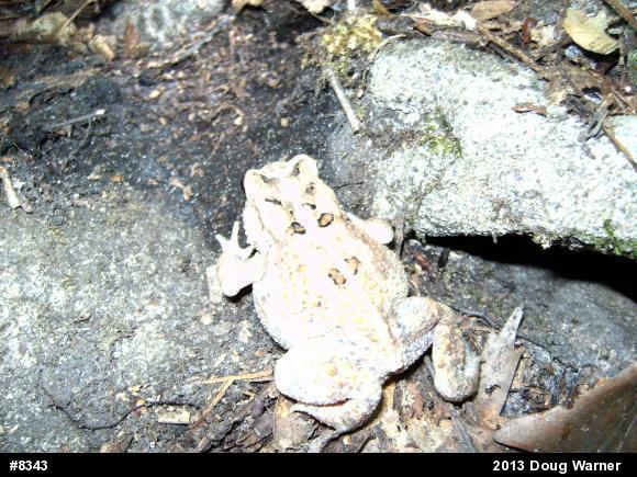Eastern American Toad