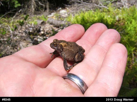 Eastern American Toad