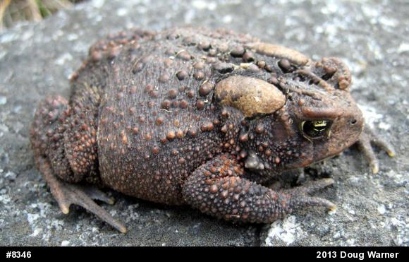 Eastern American Toad