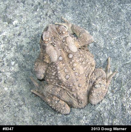 Eastern American Toad