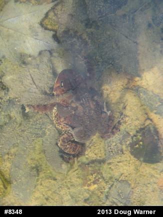 Eastern American Toad