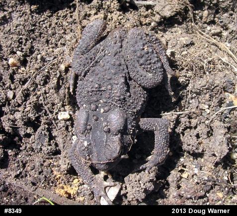 Eastern American Toad