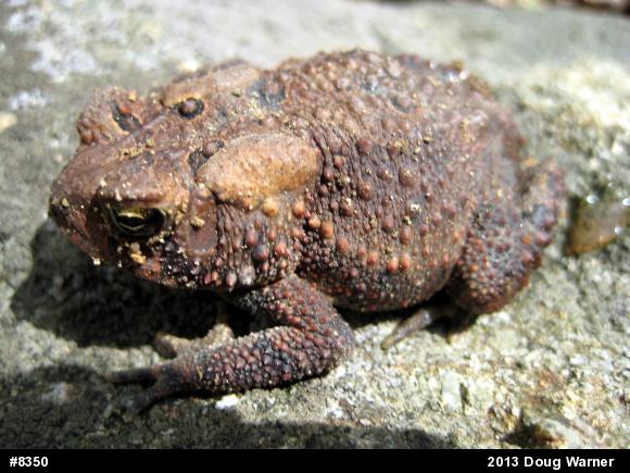 Eastern American Toad