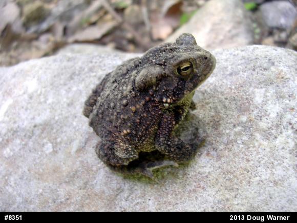 Eastern American Toad
