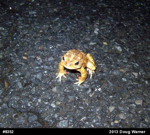 Eastern American Toad