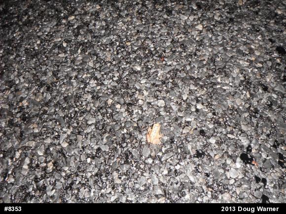 Eastern American Toad