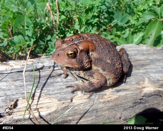 Eastern American Toad