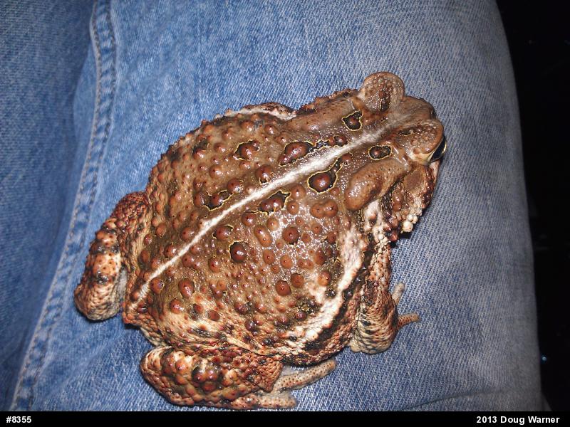 Eastern American Toad