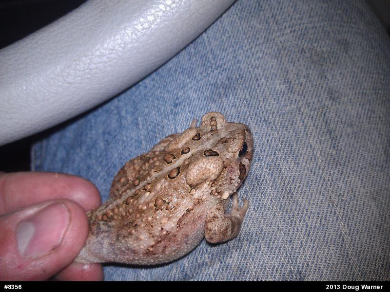 Eastern American Toad