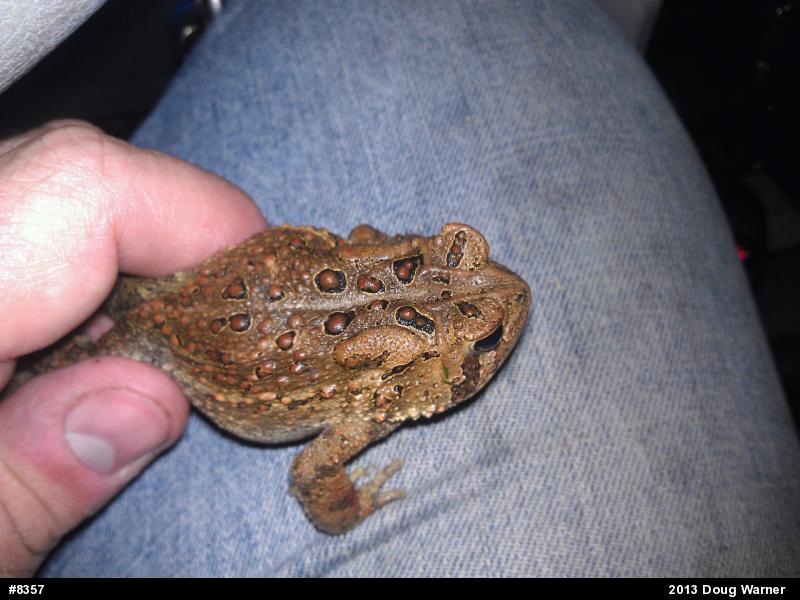 Eastern American Toad