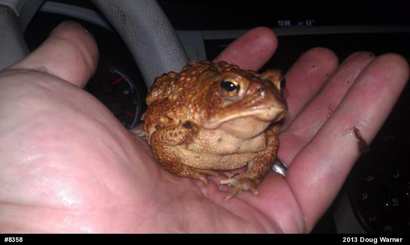 Eastern American Toad