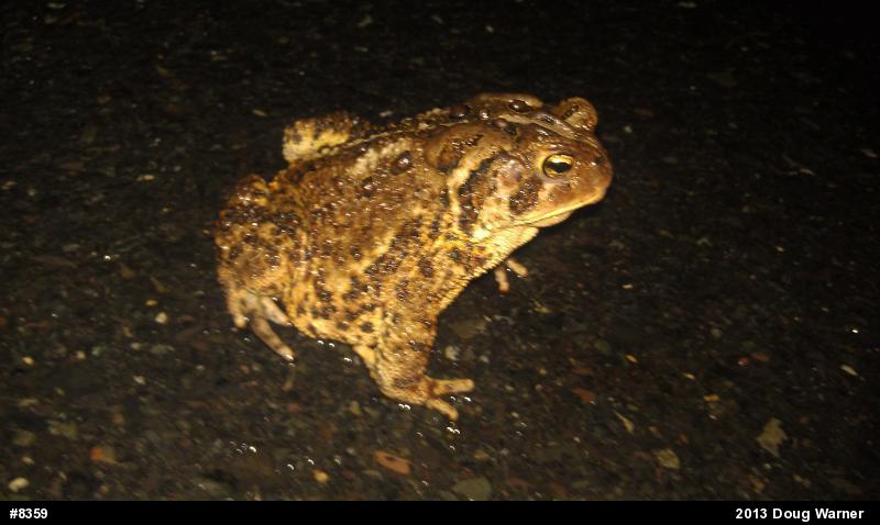 Eastern American Toad