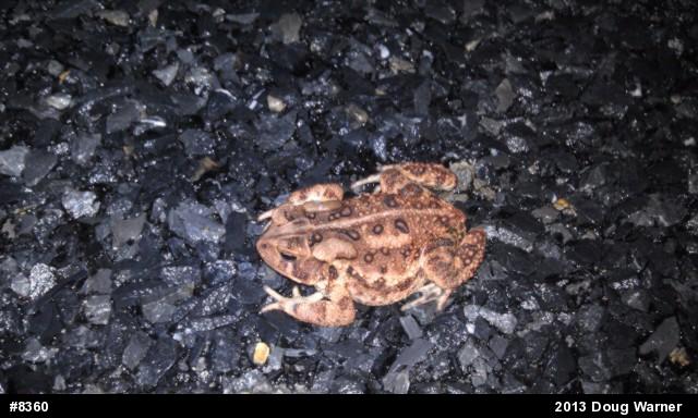 Eastern American Toad