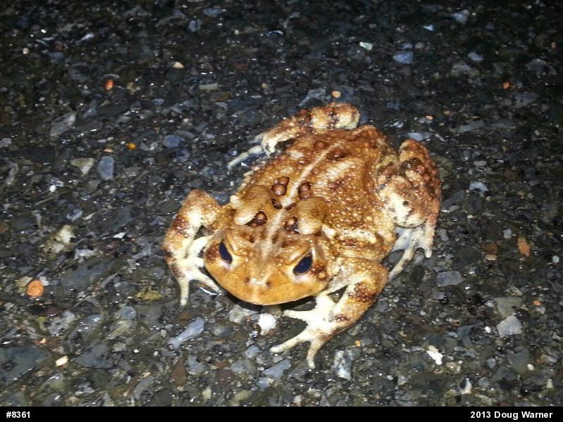 Eastern American Toad