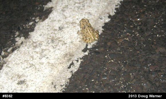 Fowler's Toad