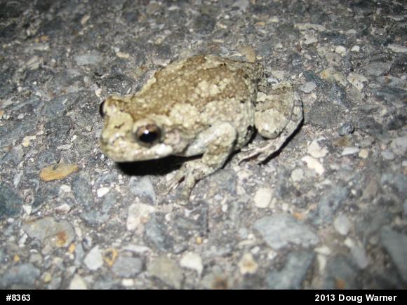 Gray Treefrog