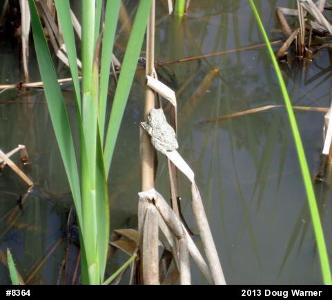 Gray Treefrog