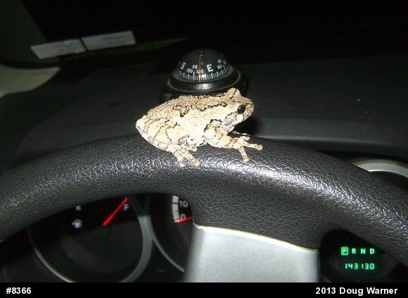 Gray Treefrog