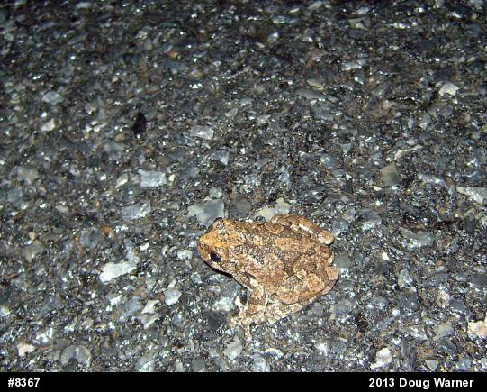 Gray Treefrog